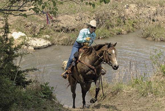 Competetive Trail Horse