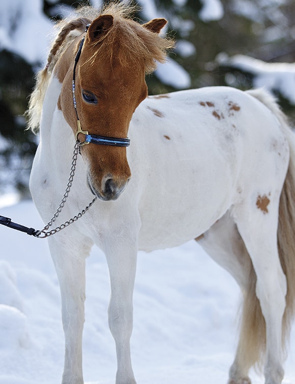 Smallest Horse in the World