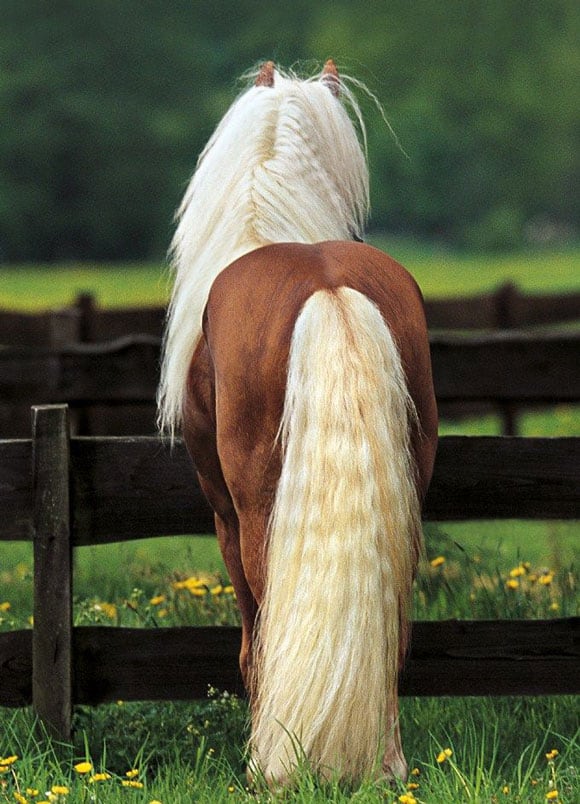 Gorgeous mane and tail