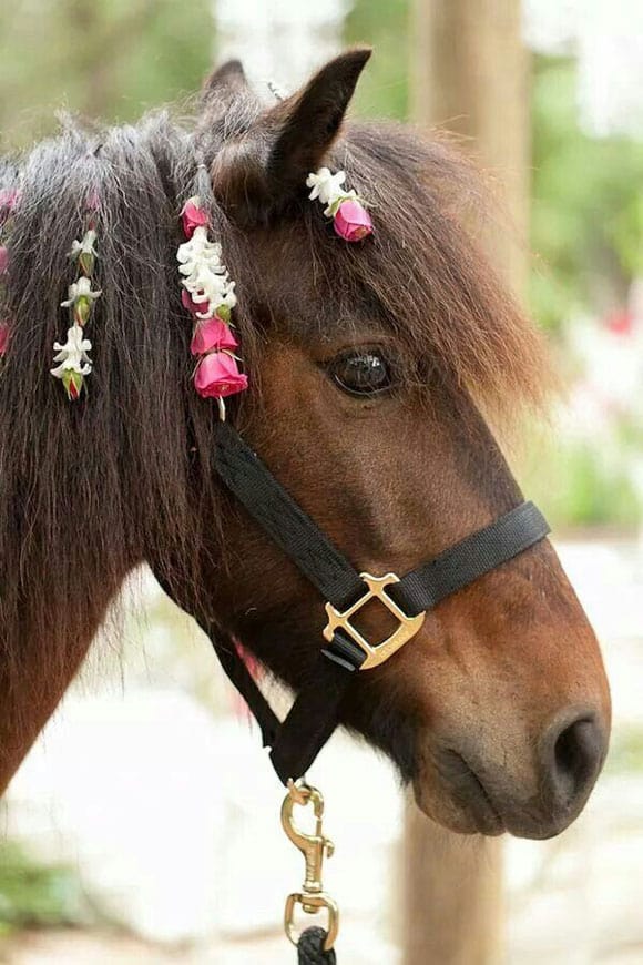 Horse with flowers in the mane