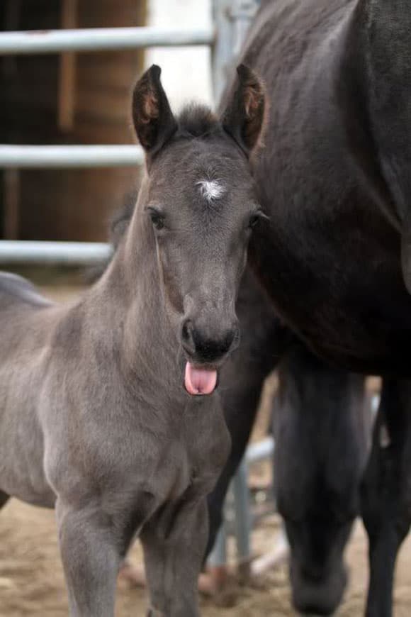 A young foal
