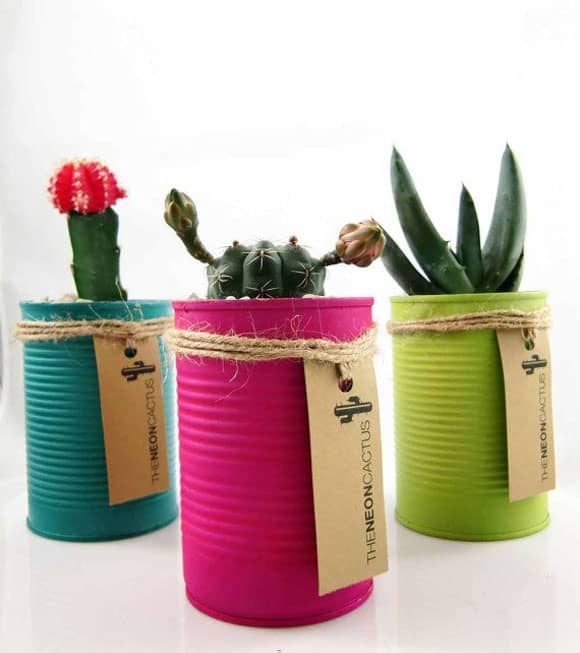 Recycled Tin Cans with Cacti