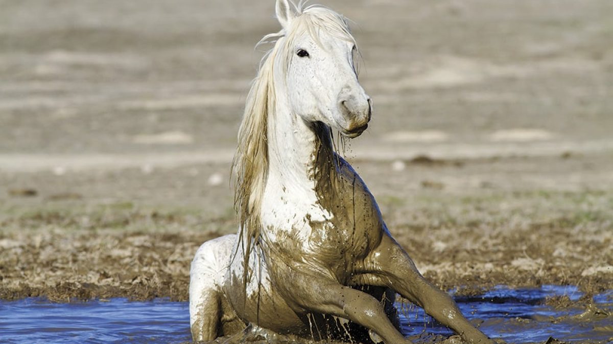 mud-horse