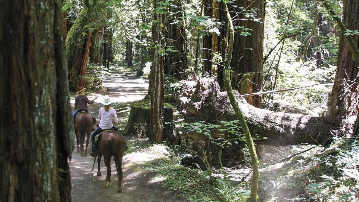 Redwoods Ride