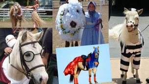 Horse-costumes-lead