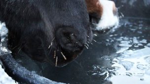 Cowgirl - Frozen Water Buckets