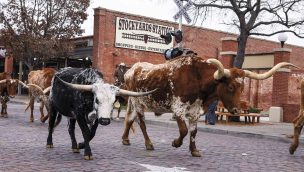 lead_fort-worth-cattle-drive