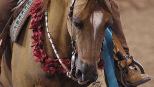Scottsdale Arabian horse show