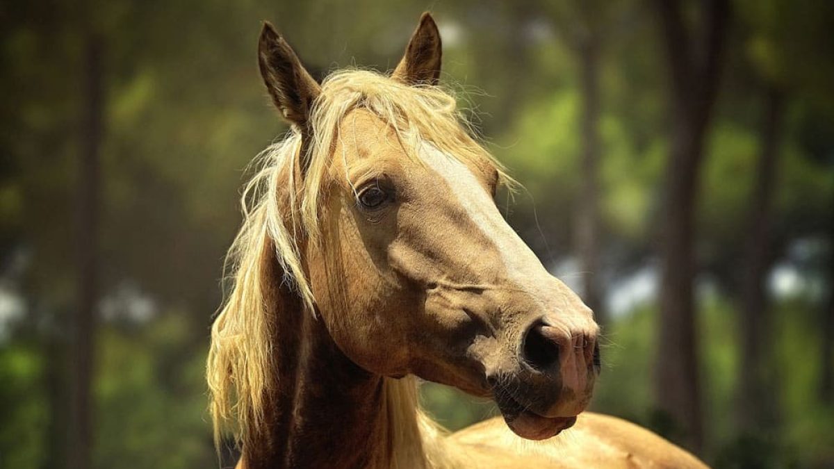 Cowgirl - Horseback Rider