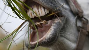 Cowgirl - Wolf Teeth