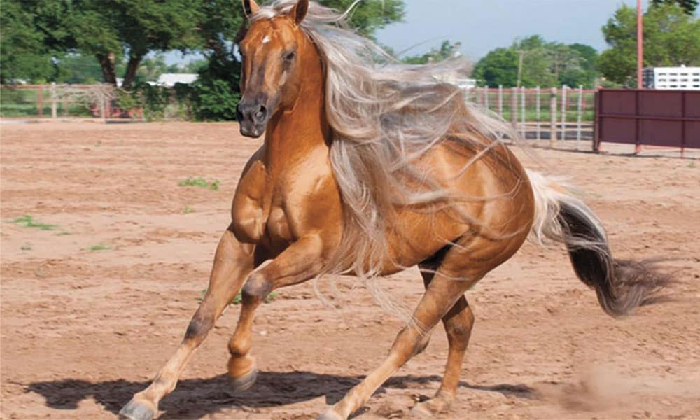 Bots Sots Horse Sale Sheridan Wyoming Cowgirl Magazine