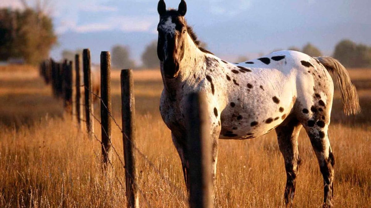 appaloosa horses cowgirl magazine