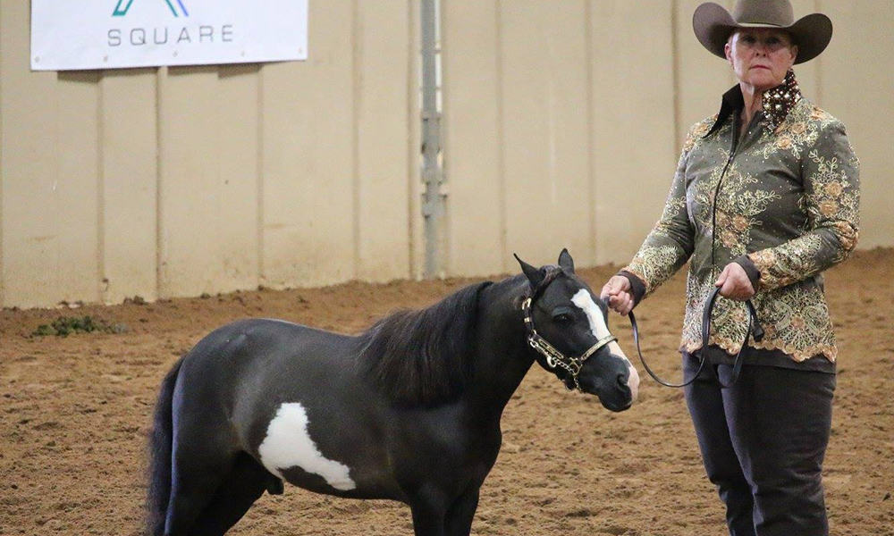 2017 Pinto Horse World Championship Show Cowgirl Magazine