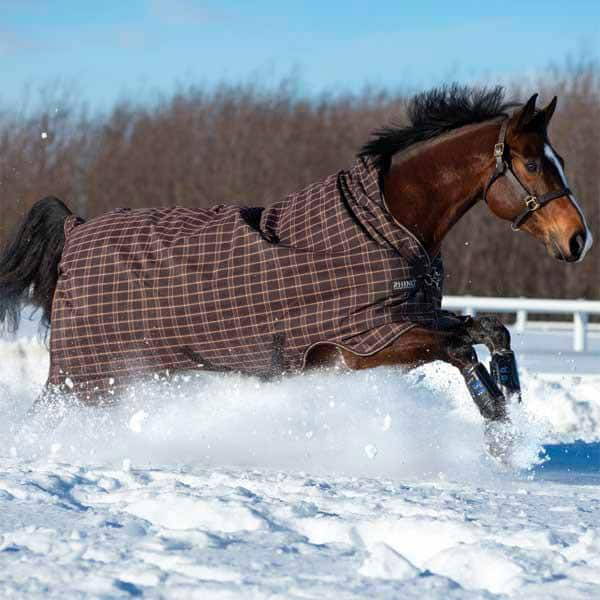 Horse Blankets Colder Months Equine Products Cowgirl Magazine