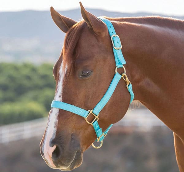turquoise halters horse tack cowgirl magazine