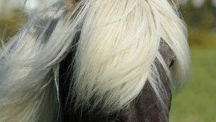Cowgirl - Hair