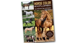 horsecolorexlored