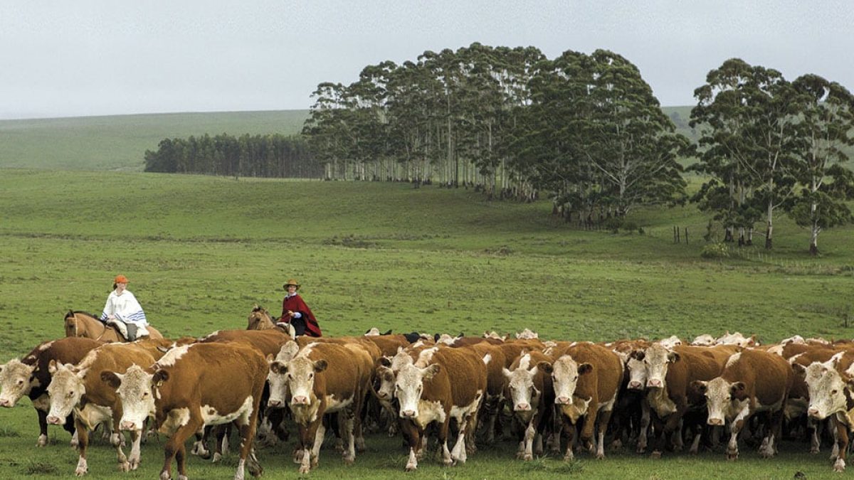uruguay-cattle-drive-2