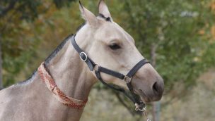 "Cowgirl Magazine" - Rare Horse Breeds