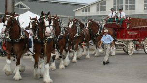"Cowgirl Magazine" - Budweiser Clydesdales
