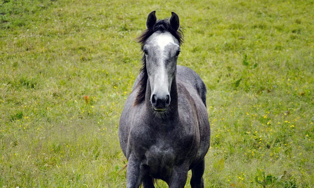 "Cowgirl Magazine" - Gray Horses