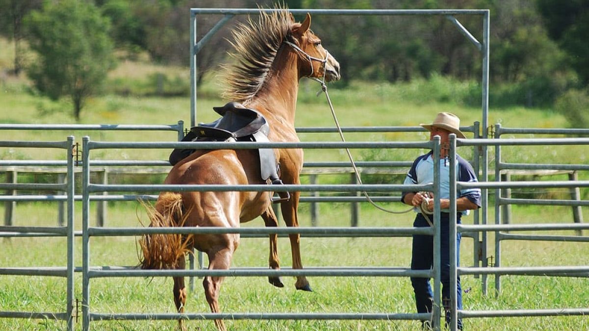 "Cowgirl Magazine" - Horse Rear