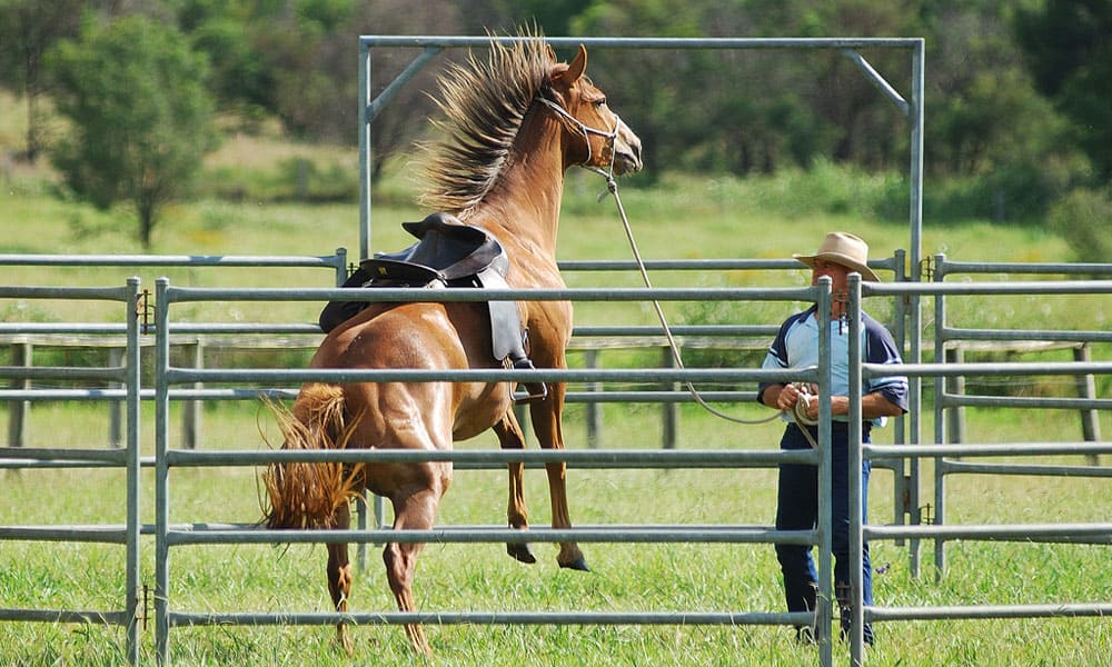 "Cowgirl Magazine" - Horse Rearing