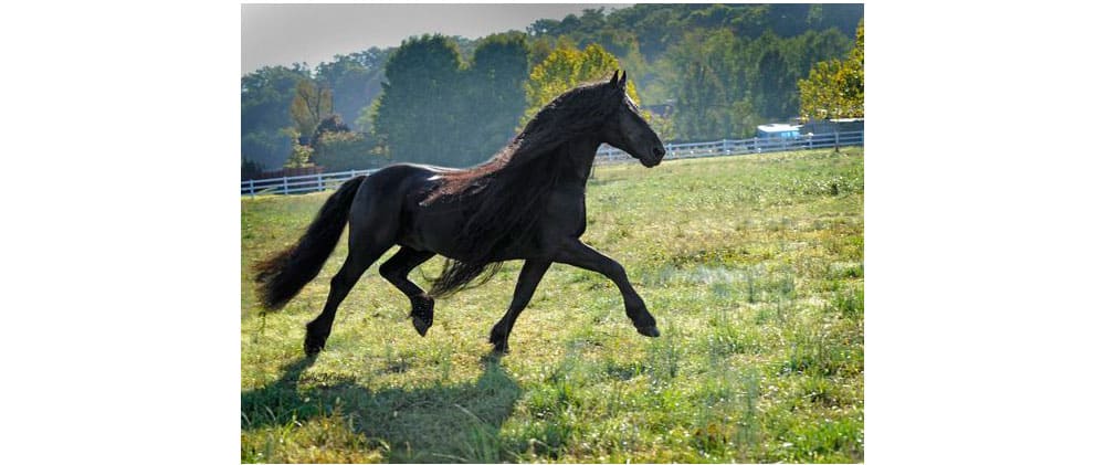 Frederik Handsome Horse Cowgirl Magazine
