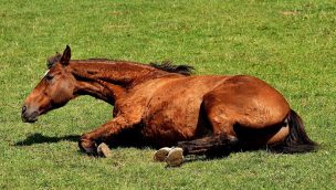 Types of Horse Colic