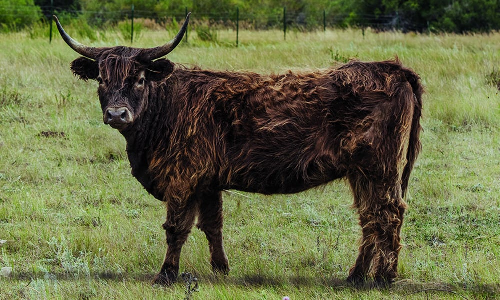 bull steer west montana cowgirl magazine