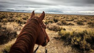 Horse looking off onto a desert landscape