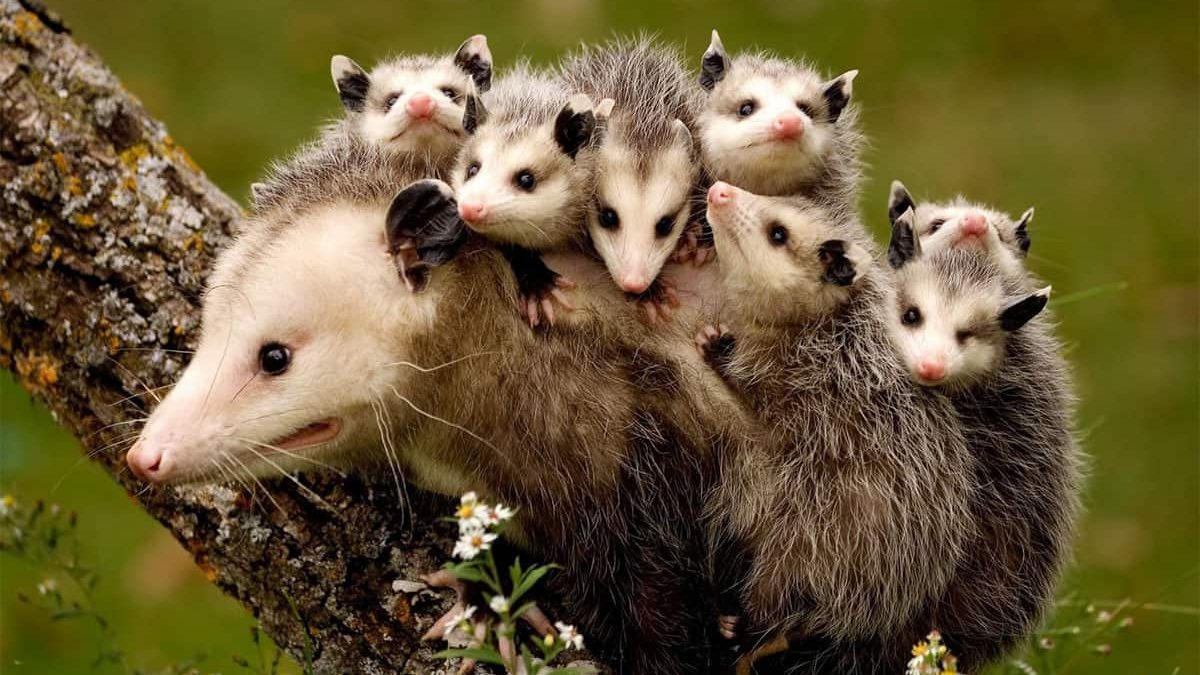 opossum cowgirl magazine