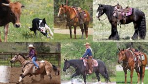 The 3rd Annual League of Legends Invitational Horse & Stock Dog Sale is September 6-7, 2019 in Livingston, MT.