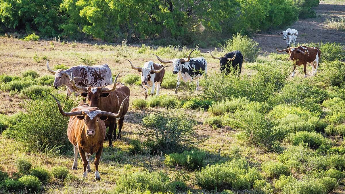 texas longhorns in grass cowgirl magazine