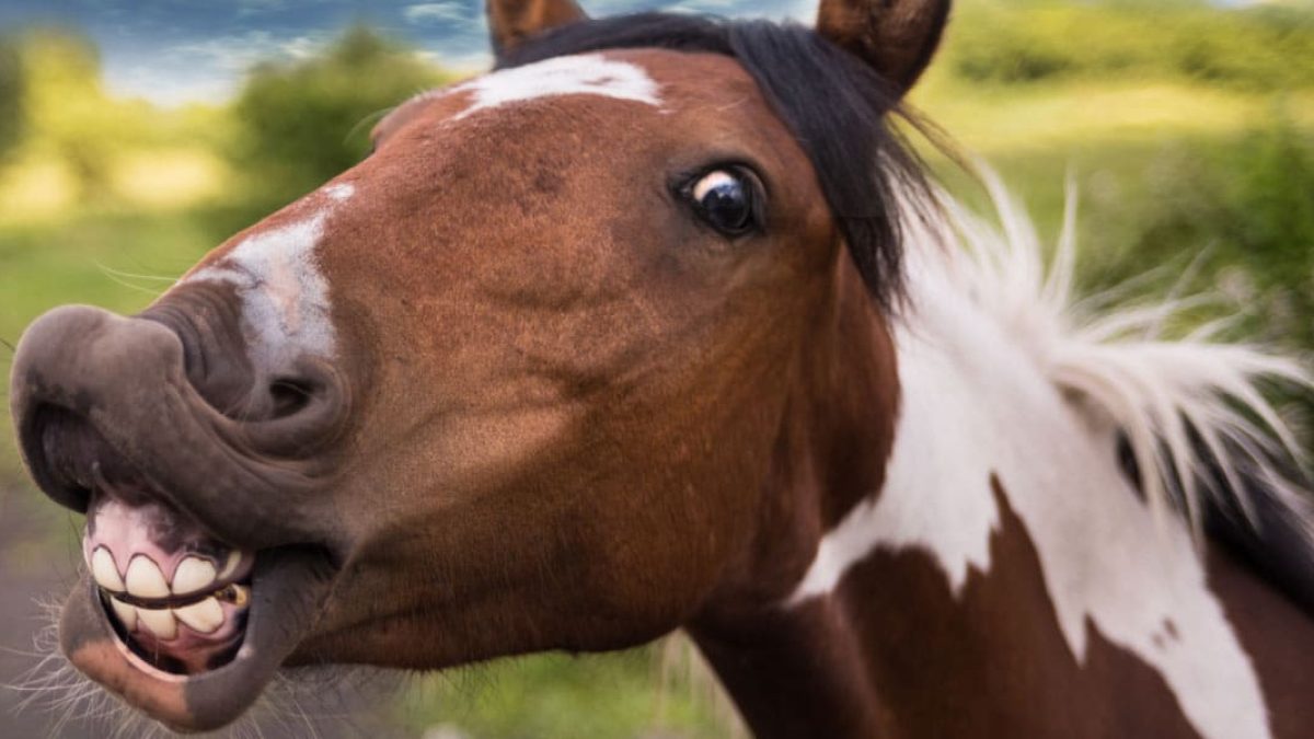 Celebrate Your Horse's Birthday cowgirl magazine