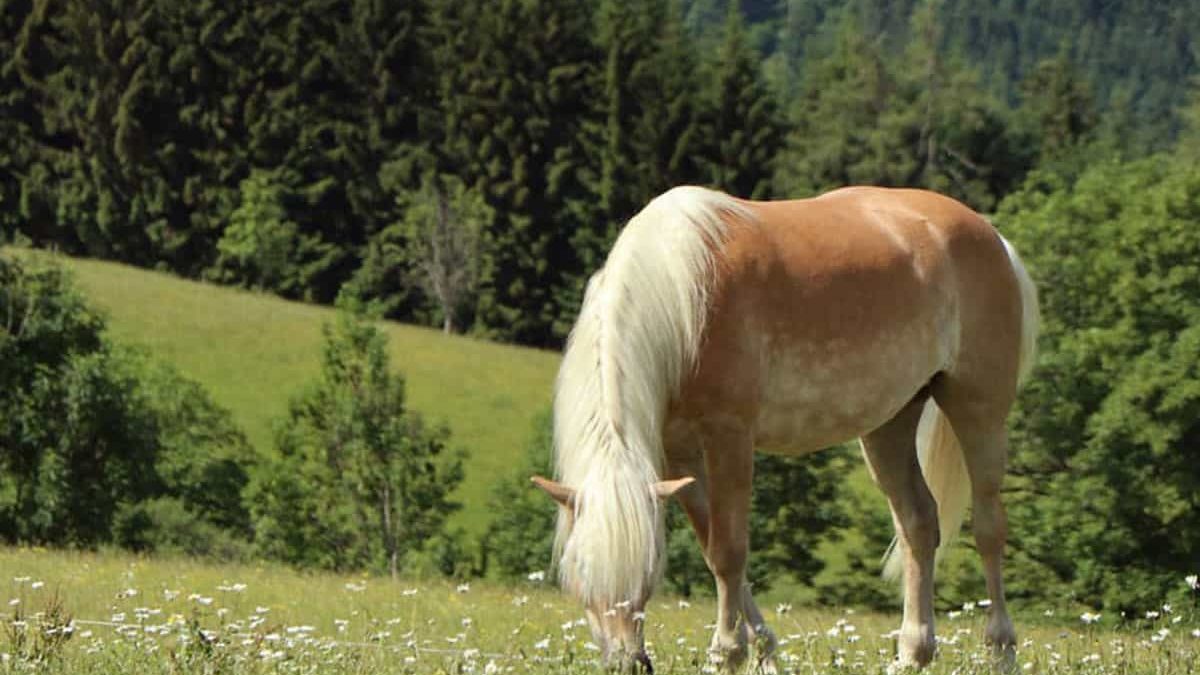 horse grazing in grass cowgirl magazine