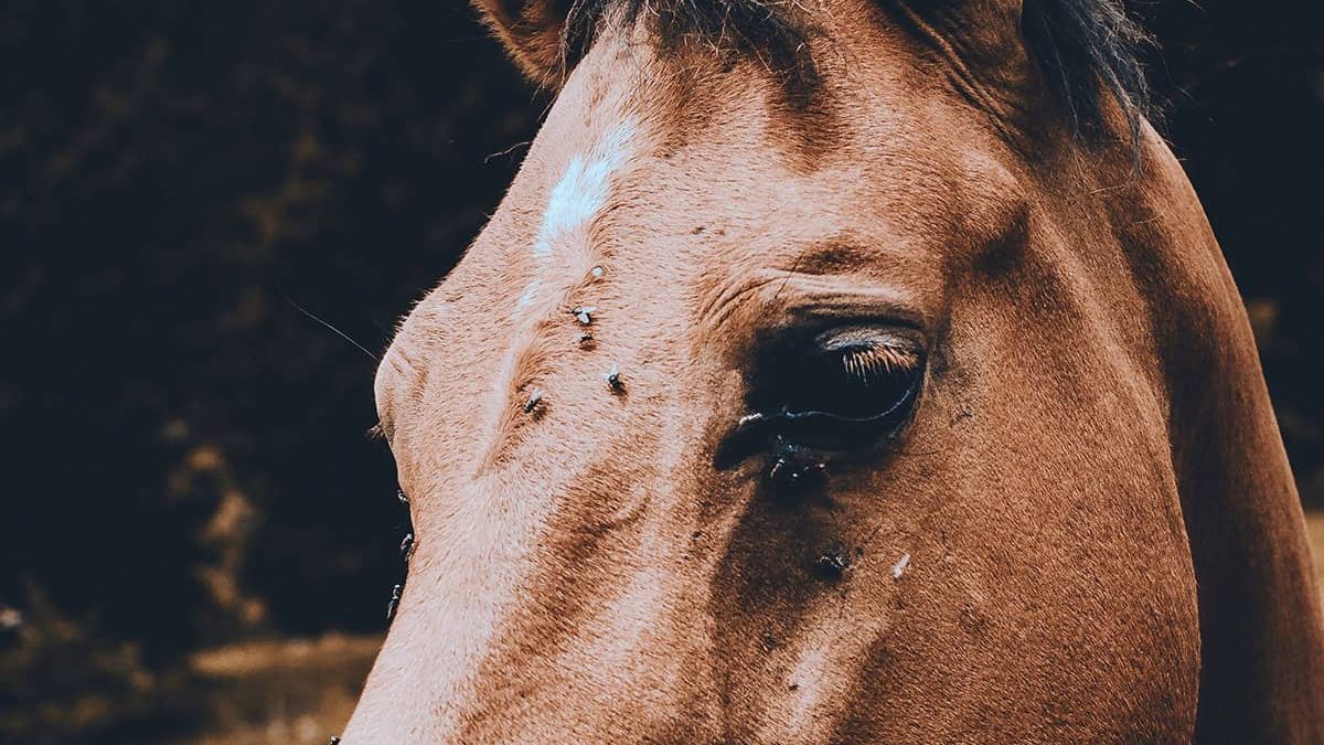 horse with flies on eyes diy bug spray cowgirl magazine