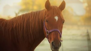 Retired racehorse cowgirl magazine