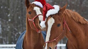 christmas horse treats