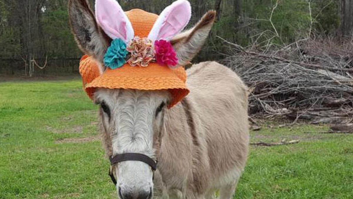 Easter Donkey Cowgirl Magazine