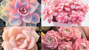 pink succulents pink cactus cowgirl magazine plant plants