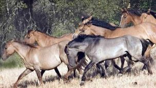 Sulphur Springs Wild Horses Cowgirl Magazine