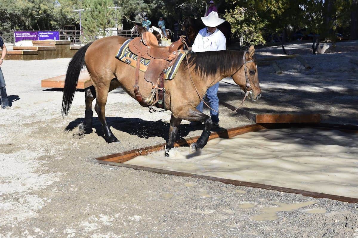 water crossing cowgirl magazine