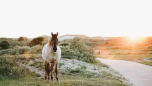 spirit animal horse cowgirl magazine