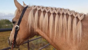 horse hairstyle cowgirl magazine