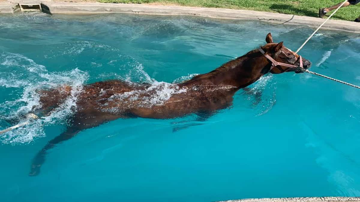 Swimming horse - Horse Swimming - Swimming - Cowgirl Magazine - Horse Helalth