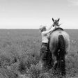Why - What is your why - cowgirl - Adrian Brennan - dear cowgirl