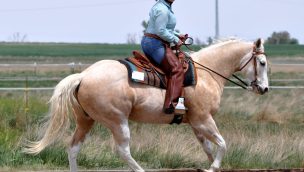 western cowboy dressage cowgirl magazine
