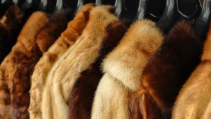 fur coat care mink chinchilla sitka fur gallery cowgirl magazine