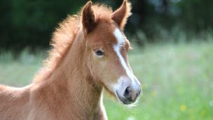 orphaned foal cowgirl magazine